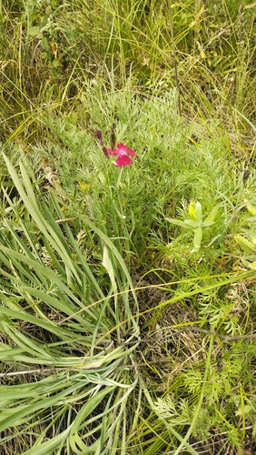 Dianthus mainensis (Dianthus mainensis)