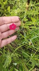 Dianthus mainensis (Dianthus mainensis)