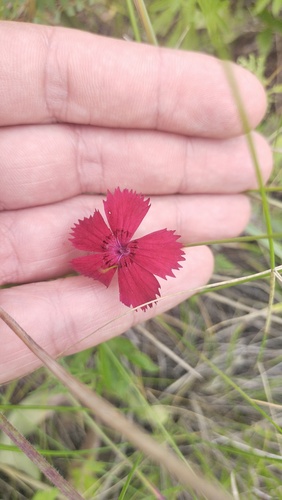 Dianthus mainensis (Dianthus mainensis)