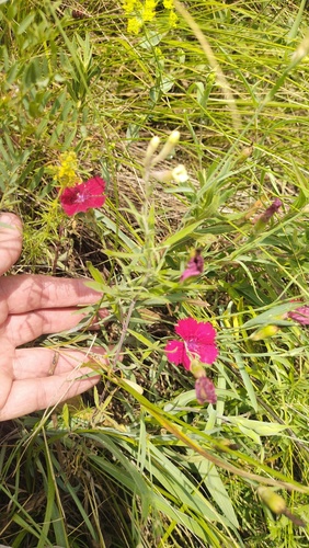 Dianthus mainensis (Dianthus mainensis)