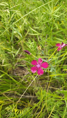 Dianthus mainensis (Dianthus mainensis)