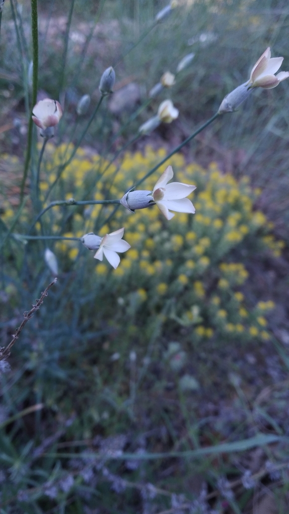 Dianthus marschallii (Dianthus marschallii)
