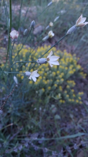 Dianthus marschallii (Dianthus marschallii)