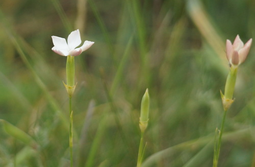 Dianthus marschallii (Dianthus marschallii)