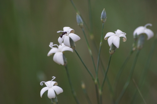 Dianthus marschallii (Dianthus marschallii)