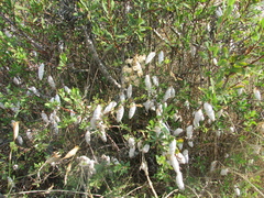 Dianthus marschallii (Dianthus marschallii)