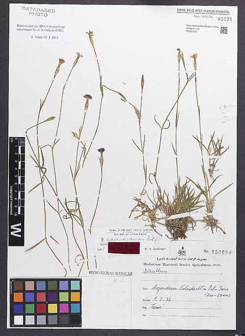 Dianthus mazanderanicus: Dianthus mazanderanicus — Herbarium specimen from Mazandaran, Kaladasht - Pit - Sara, Iran. Collected by Termé,F. 15068 E (1972-08-09). Recorded in GBIF occurre