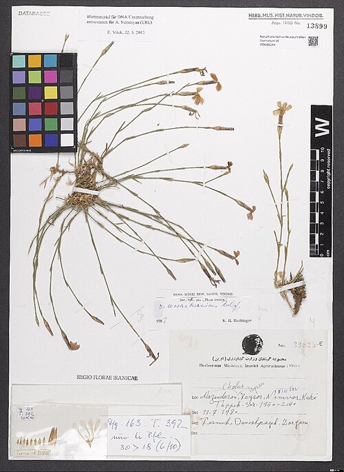 Dianthus mazanderanicus: Dianthus mazanderanicus — Herbarium specimen from [Iran,] Mazandaran, Chalus, Veyzor [Veyzar], Nimvar [Nim Var], Kuh-é Tàppeh-Sar, 1950-2150, Iran. Collected by