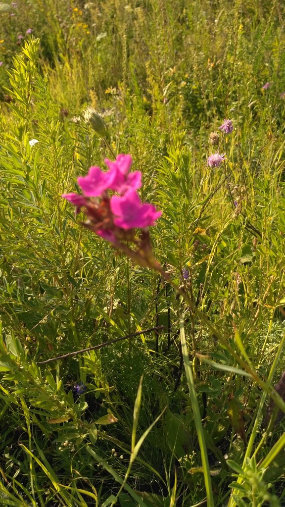 Dianthus membranaceus (Dianthus membranaceus)