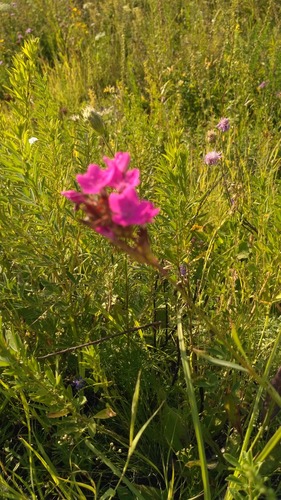 Dianthus membranaceus (Dianthus membranaceus)