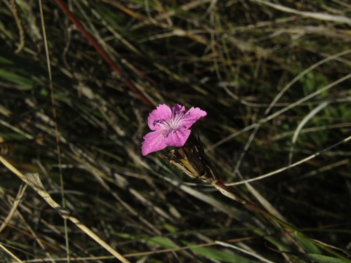 Dianthus membranaceus (Dianthus membranaceus)