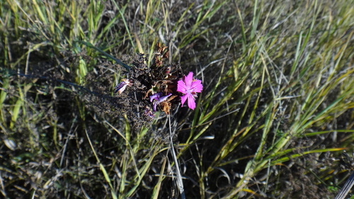 Dianthus membranaceus (Dianthus membranaceus)