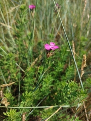 Dianthus membranaceus (Dianthus membranaceus)