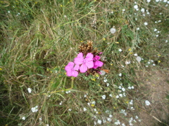 Dianthus membranaceus (Dianthus membranaceus)