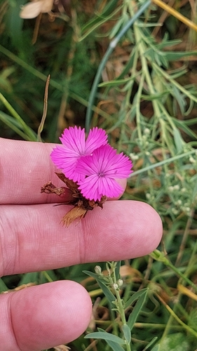 Dianthus membranaceus (Dianthus membranaceus)