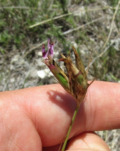 Dianthus membranaceus (Dianthus membranaceus)