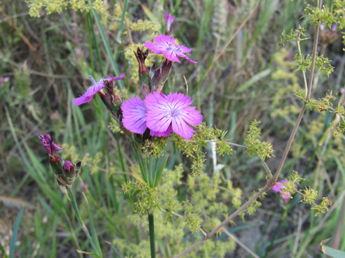 Dianthus membranaceus (Dianthus membranaceus)