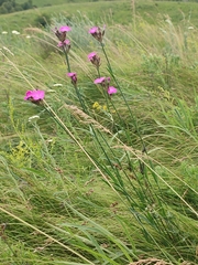 Dianthus membranaceus (Dianthus membranaceus)
