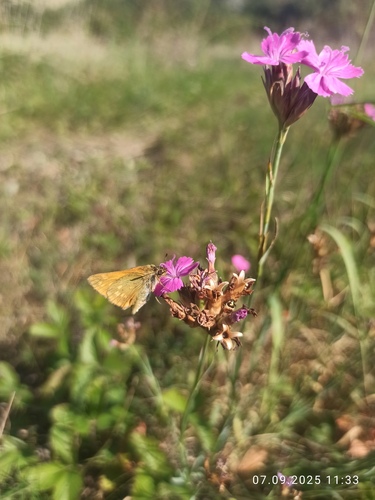Dianthus membranaceus (Dianthus membranaceus)
