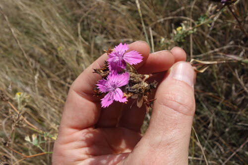 Dianthus membranaceus (Dianthus membranaceus)
