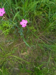 Dianthus membranaceus (Dianthus membranaceus)
