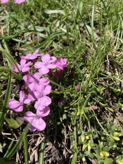 Dianthus microlepis (Dianthus microlepis)