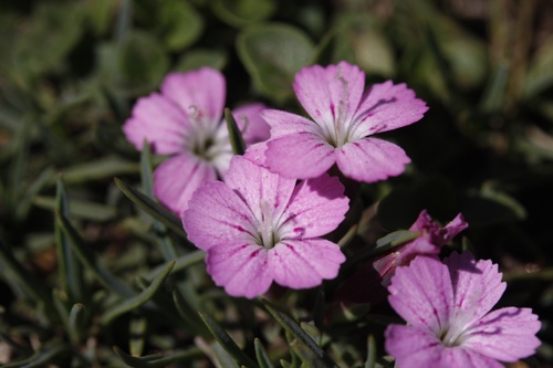 Dianthus microlepis (Dianthus microlepis)