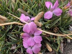 Dianthus microlepis (Dianthus microlepis)