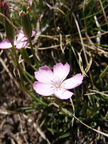 Dianthus microlepis (Dianthus microlepis)