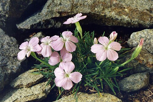 Dianthus microlepis: Dianthus microlepis subsp. musalae
