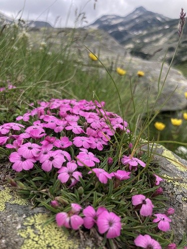 Dianthus microlepis (Dianthus microlepis)