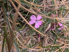 Dianthus microlepis (Dianthus microlepis)