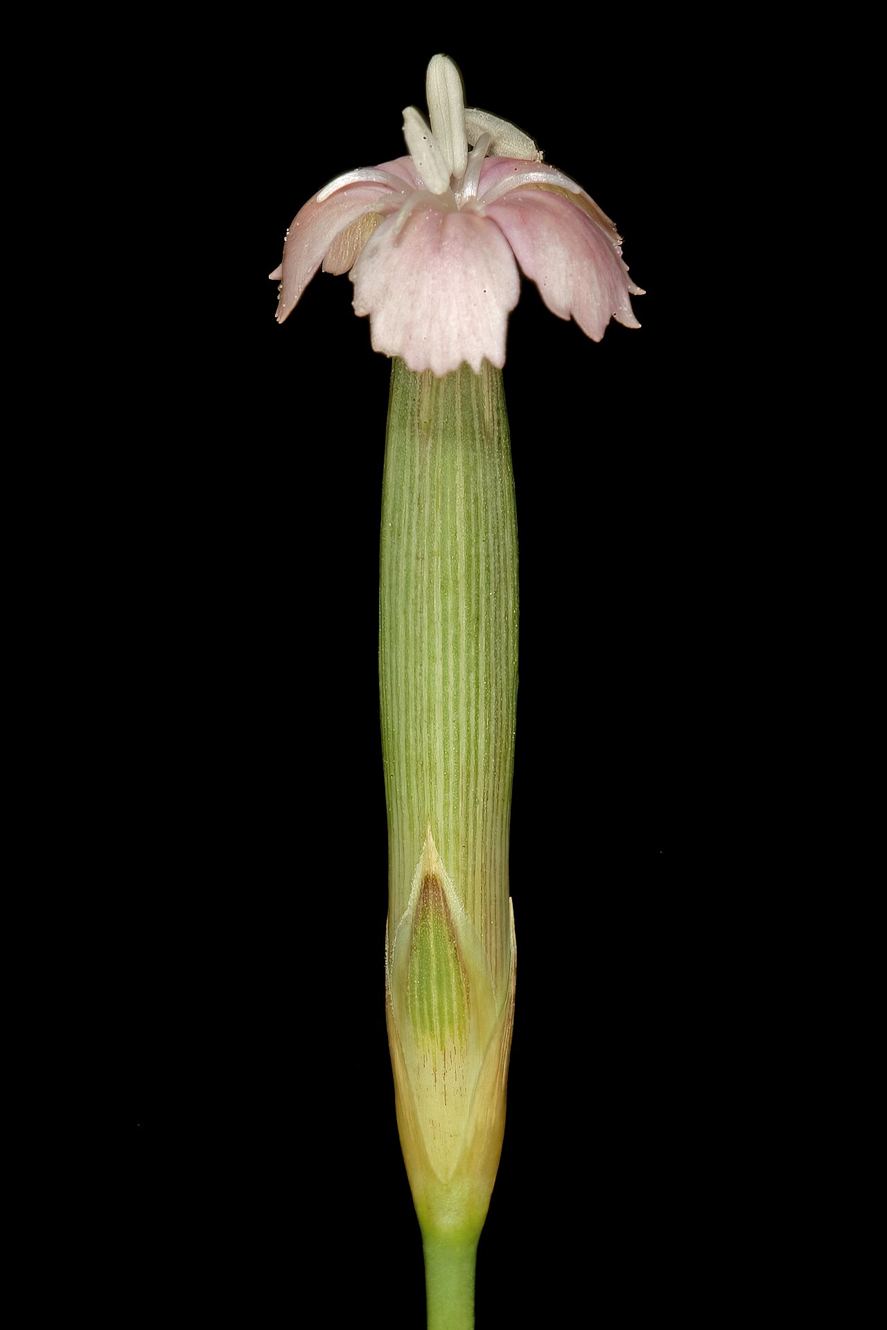 Wild pink: Dianthus micropetalus , flower; grassland, vicinity of Wolmaransstad. North West, South Africa