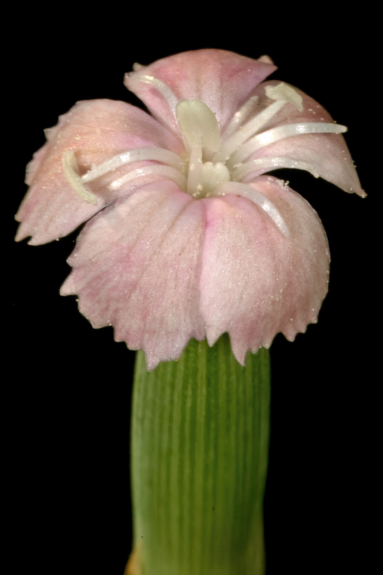 Wild pink: Dianthus micropetalus , detail of flower centre; grassland, vicinity of Wolmaransstad. North West, South Africa