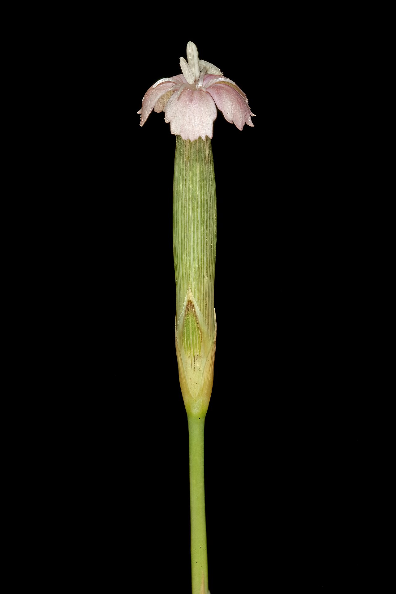 Wild pink: Dianthus micropetalus , flower; grassland, vicinity of Wolmaransstad. North West, South Africa