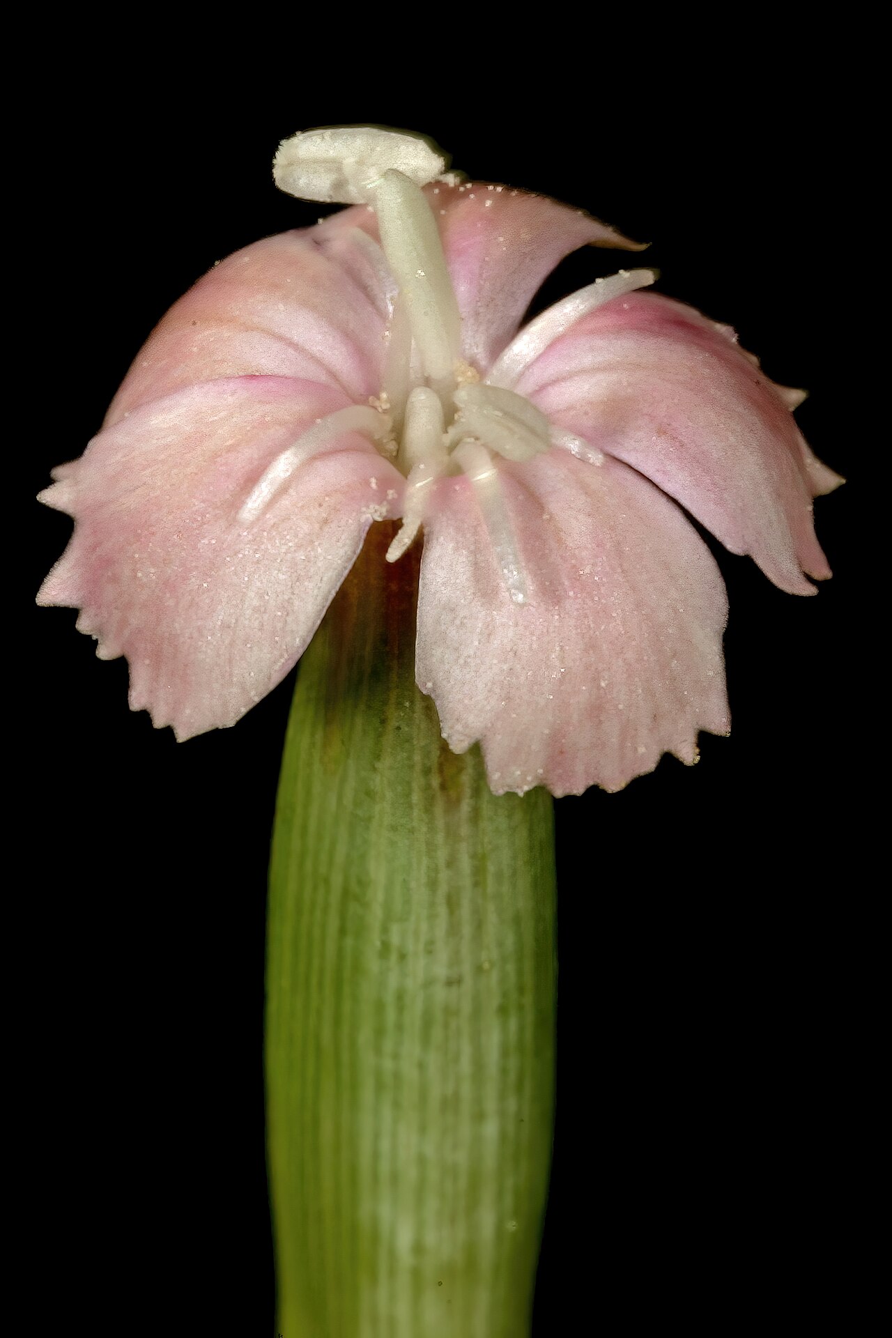 Wild pink: Dianthus micropetalus , detail of flower centre; grassland, vicinity of Wolmaransstad. North West, South Africa
