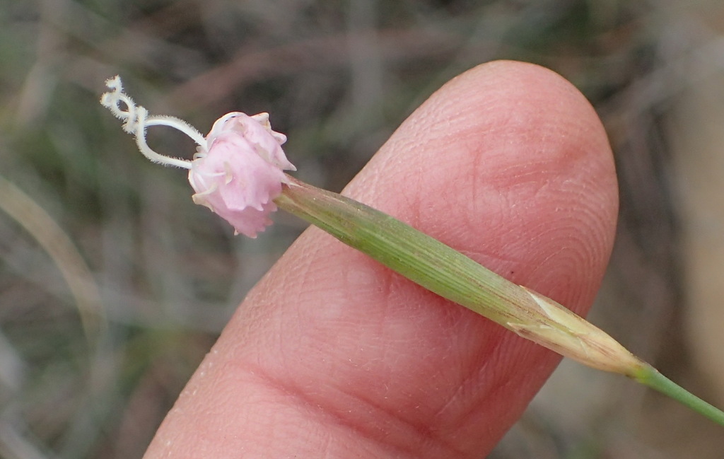 Wild pink (Dianthus micropetalus)