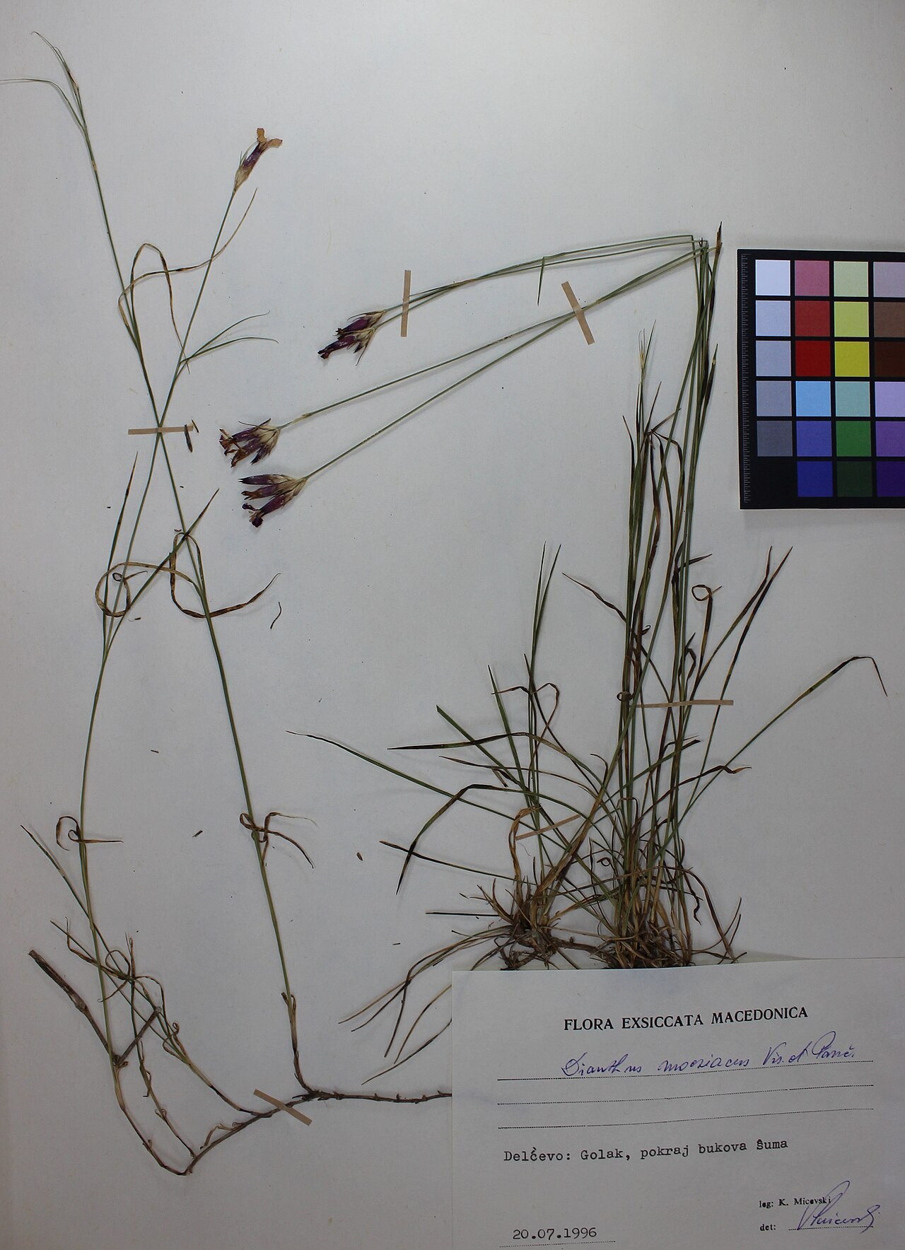 Dianthus moesiacus: Dianthus moesiacus Vis. et Panč.