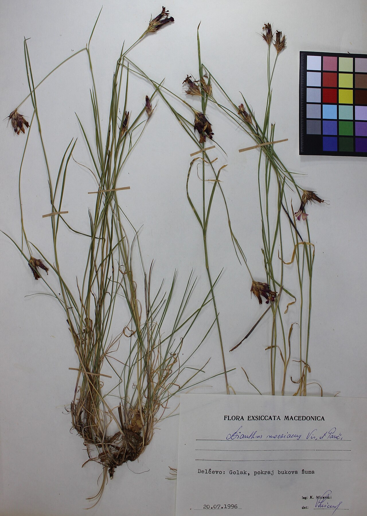 Dianthus moesiacus: Dianthus moesiacus Vis. et Panč.