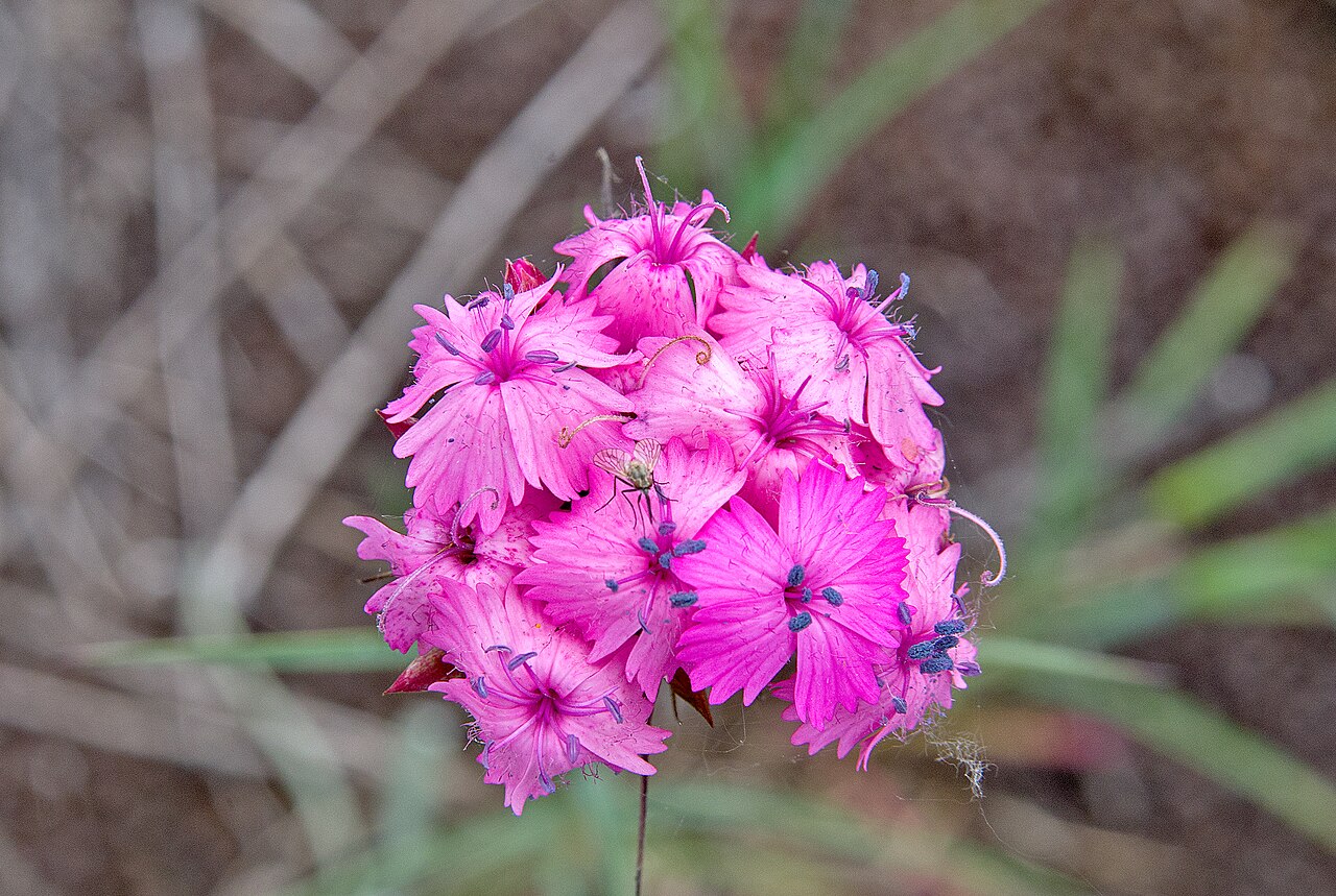 Dianthus moesiacus: Wild carnation on the dunes of Primorsko. The generic Latin name Dianthus originates from the Greek. Διός Dios ("of Zeus") and ἀνθός anthos ("flower"), and was