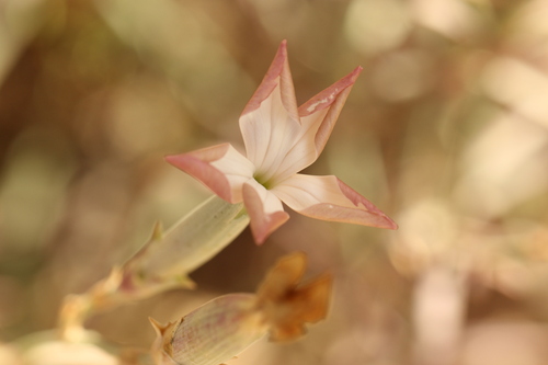 Dianthus monadelphus (Dianthus monadelphus)