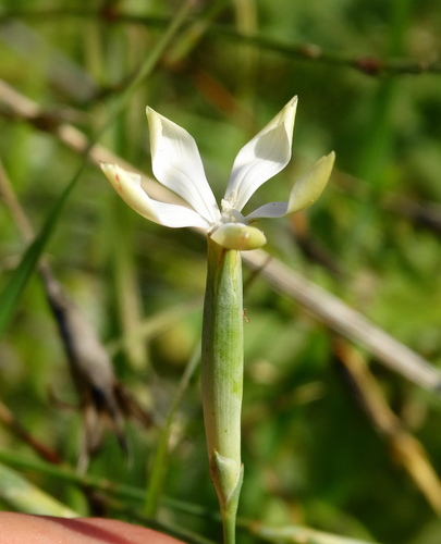 Dianthus monadelphus (Dianthus monadelphus)