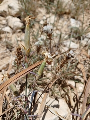 Dianthus monadelphus (Dianthus monadelphus)