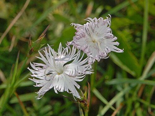 Dianthus monspessulanus: Dianthus monspessulanus - Parco dell'Antola, Genova, Italy