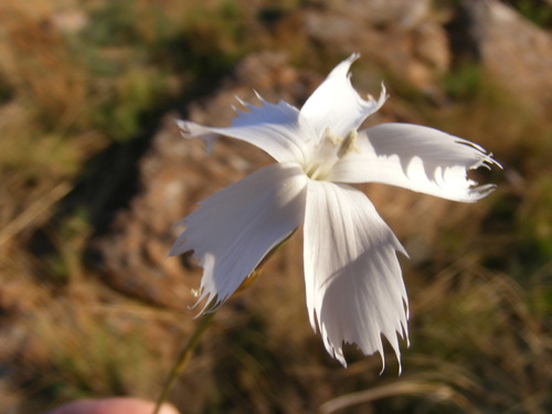Frilly carnation (Dianthus mooiensis)
