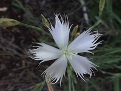 Frilly carnation (Dianthus mooiensis)