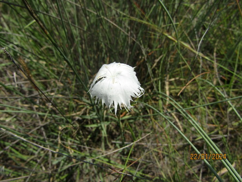 Frilly carnation (Dianthus mooiensis)