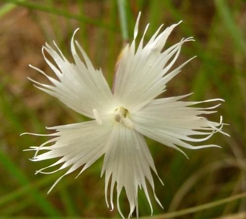 Frilly carnation (Dianthus mooiensis)