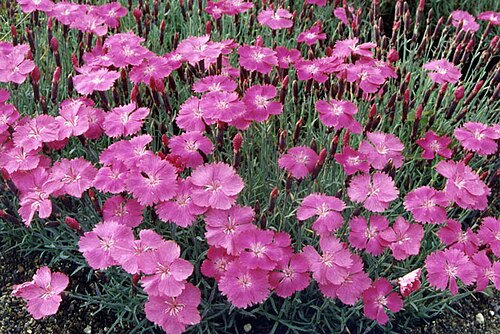 Moravian pink: Dianthus gratianopolitanus