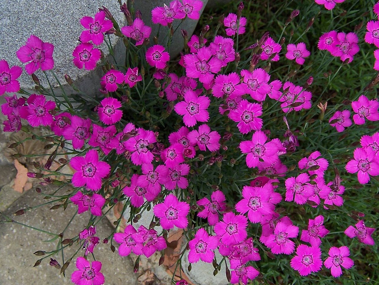 Moravian pink: Dianthus gratianopolitanus cultyvar